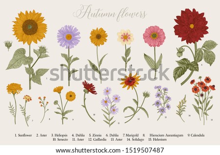 Vintage vector botanical illustration. Set. Autumn flowers. Colorful