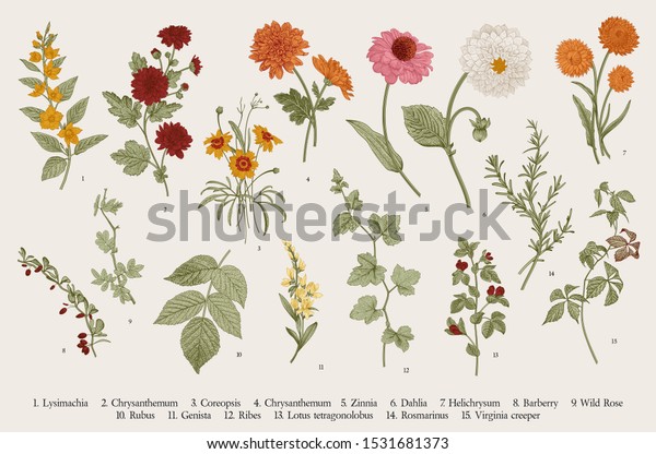Vintage vector botanical illustration. Set.\
Autumn flowers and twigs.\
Colorful\
