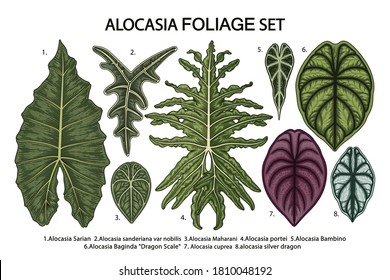 Vintage vector botanical illustration, tropical exotic plant, jungle foliage, alocasia leaves set isolated on white background.