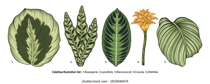 Vintage vector botanical illustration, tropical exotic plant, jungle foliage, Calathea leaves set isolated on white background.