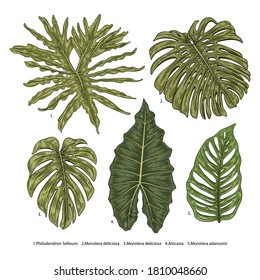 Vintage vector botanical illustration, tropical exotic plant, jungle foliage, philodendron,  alocasia, monstera leaves set isolated on white background.