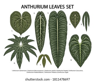 Vintage vector botanical illustration, tropical exotic plant, jungle foliage, anthurium leaves set isolated on white background.