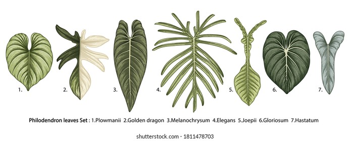 Vintage vector botanical illustration, tropical exotic plant, jungle foliage, philodendron leaves set isolated on white background.