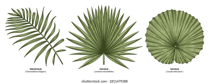 Ilustración botánica vectorial vintage, planta exótica tropical, follaje de jungla, hojas de palma aisladas en fondo blanco.