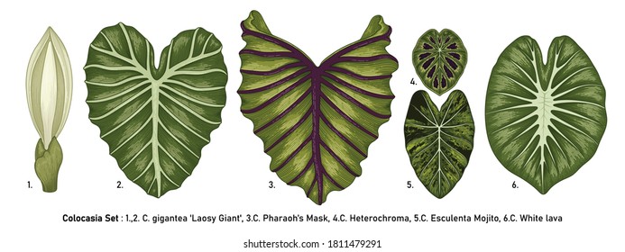 Vintage vector botanical illustration, tropical exotic plant, jungle foliage, Colocasia leaves set isolated on white background.