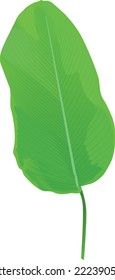 Vintage vector botanical illustration, tropical exotic plant, forest leaf, Calathea leaf, Lubbersiana, Lutea, maranta leuconora, orbifolia, zebrina, shield, isolated on a white background.