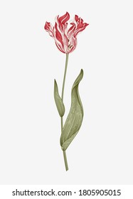 Vintage vector botanical illustration. Tulip