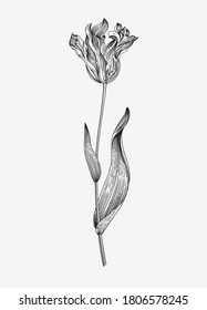 Vintage vector botanical illustration. Tulip. Black and white