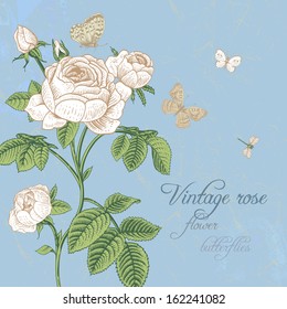 Vintage vector card with blossoming white rose with dragonfly and white butterflies on a light blue background. Classic.