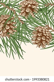 Vintage vector card. Illustration with a pine branches and cones. Christmas border with coniferous. Colorful. 