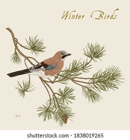 Vintage vector card. Winter birds. Jay is on a branch of pine tree