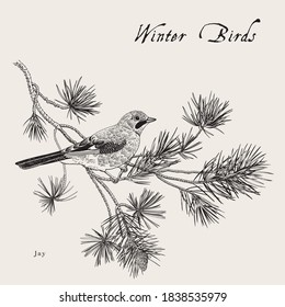 Vintage vector card. Winter birds. Jay is on a branch of pine tree. Black and white
