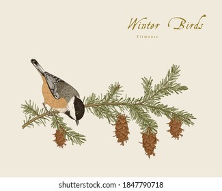 Vintage vector card. Winter birds. Titmouse is on a branch Douglas fir