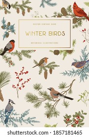 Vintage vector card. Winter birds. Botanical illustrations. Tit, Robin, Jay, Blue jay, Bullfinch, Bluebird, Red cardinal