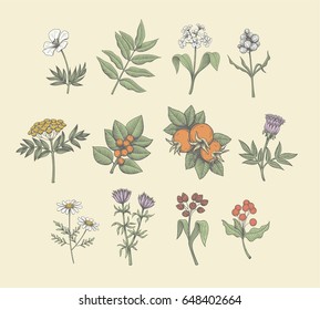 Vintage vector field flowers and wild plants illustration. Colored engraving style detailed graphic. 