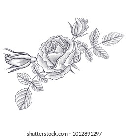 Rose Flower Drawing Illustration Black White Stock Vector (Royalty Free ...