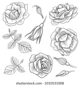 vintage vector floral set of isolated elements in victorian style, flowers, buds and leaves of roses, imitation of engraving, hand drawn design elements