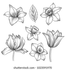 vintage vector floral set of isolated elements in victorian style, flowers of narcissus and tulips, imitation of engraving, hand drawn design elements