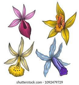 vintage vector floral set of isolated elements in victorian style, flowers of orchid, imitation of engraving, hand drawn design elements