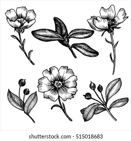 vintage vector floral set of isolated elements in victorian style, flowers, berries and leaves, ink drawing, imitation of engraving, hand drawn design elements