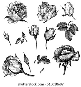 vectorial vintage floral de elementos aislados en estilo victoriano, flores, brotes y hojas de rosas, dibujo de tinta, imitación de grabado, elementos de diseño dibujados a mano