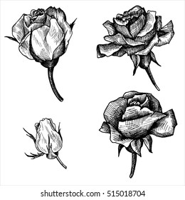 vintage vector floral set of isolated elements in victorian style, flowers, buds and leaves of roses, ink drawing, imitation of engraving, hand drawn design elements