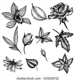 vintage vector floral set of isolated elements in victorian style, flowers, buds and leaves, ink drawing, imitation of engraving, hand drawn design elements