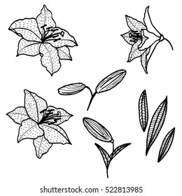vintage vector floral set of isolated elements in victorian style, flowers, buds and leaves of lilies, ink drawing, imitation of engraving, hand drawn design elements