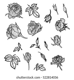 vintage vector floral set of isolated elements in victorian style, flowers, buds and leaves of roses, ink drawing, imitation of engraving, hand drawn design elements