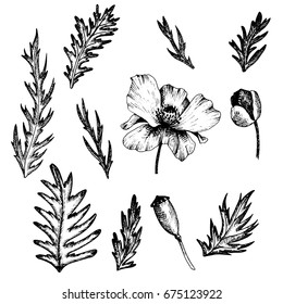 vintage vector floral set of isolated elements in victorian style, flowers, buds and leaves of poppy, ink drawing, imitation of engraving, hand drawn design elements