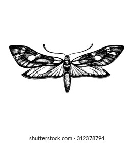 Vintage vector hand-drawn butterfly in sketch style