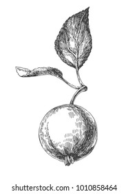 Vintage vector illustration of apple with leaves. Hand drawn fresh friut on stem in engraving style.