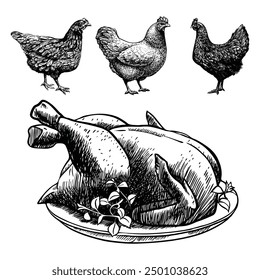 Vintage vector illustration of chickens and roasted chicken on a plate