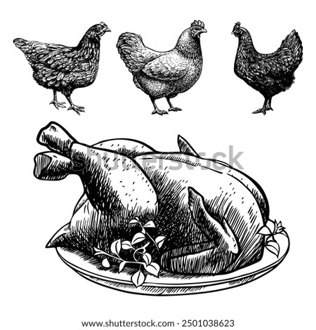 Vintage vector illustration of chickens and roasted chicken on a plate