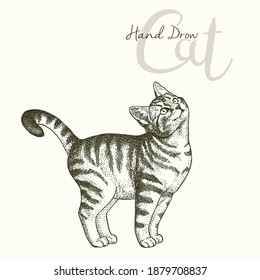 Vintage vector illustration of cute cat