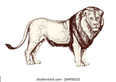 Vintage vector illustration: drawing of a standing lion 