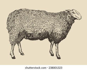 Vintage vector illustration of engraving sheep isolated on background