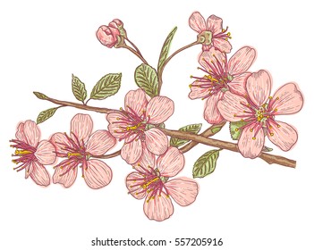 Vintage Vector Illustration Flowers Cherry Blossoms Stock Vector ...