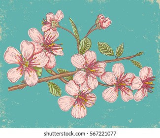 Vintage vector illustration flowers of the cherry blossoms. Vintage postcard with sakura.