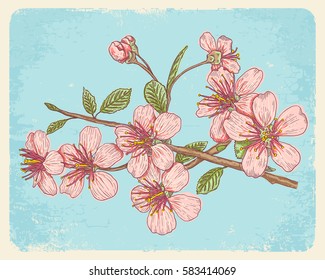 Vintage vector illustration flowers of the cherry blossoms. Vintage postcard with sakura.