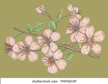 Vintage Vector Illustration Flowers Cherry Blossoms Stock Vector ...