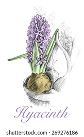 Vintage vector illustration with hand drawn pencil sketch of hyacinths in a flowerpot with some colors ant text. Purple flower