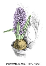 Vintage vector illustration with hand drawn pencil sketch of hyacinths in a flowerpot with some colors. Purple flower
