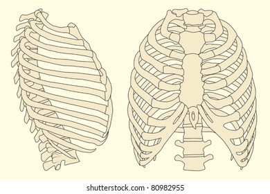 Vintage vector illustration of human rib cage with spine