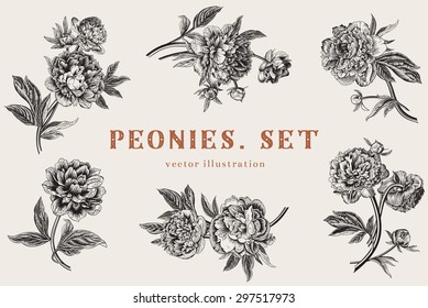 Vintage vector illustration. Peonies. Set.