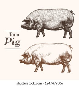 Vintage vector illustration of pigs