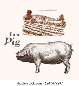 Vintage vector illustration of pigs and farm landscape