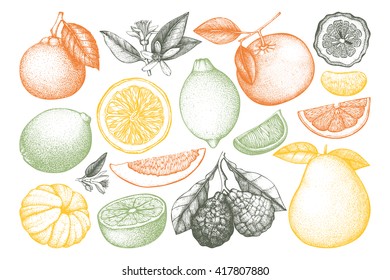Vintage vector Ink hand drawn collection of citrus fruits isolated on white background. Sketched illustration of highly detailed exotic plants outlines