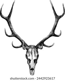 Vintage vector pen drawing of a wild deer skull with antlers. Retro illustration in black ink on white background, isolated. Trendy and realistic vintage art.