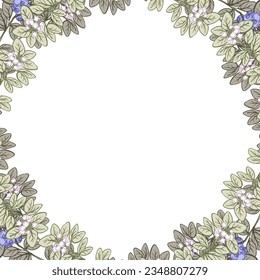 Vintage vector plant frame with blueberry twigs and berries